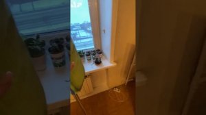 Универсальная швабра удобна для мытья стен