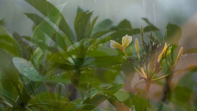 Rain Sounds in Bali - The Best Place to Relax / Звуки дождя на Бали — Лучшее Место для Отдыха смотреть онлайн