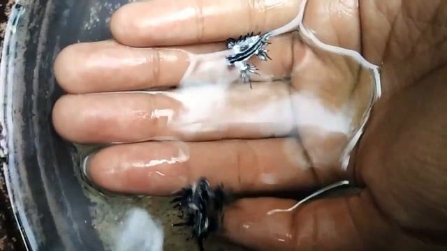 Glaucus Atlanticus смотреть онлайн