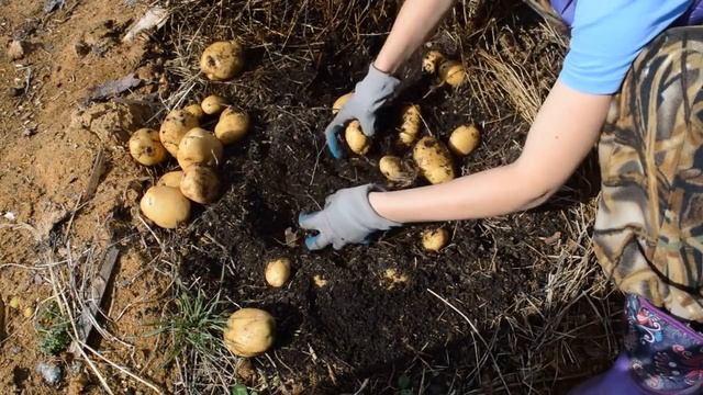 Урожай 2020 года, природное земледелие.
