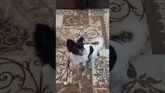 в поисках счастья и любви 💘 Аполлон Купидонович продажа чихуахуа питомник Кастропуло +79787458062 смотреть онлайн