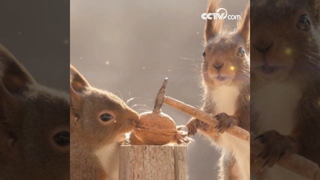 Red squirrels use corkscrew to crack a walnut | CCTV English смотреть онлайн