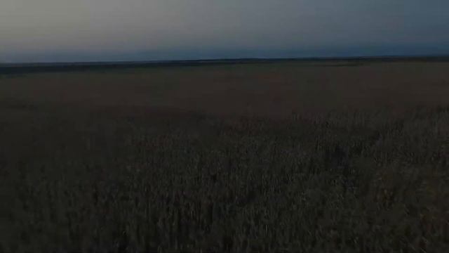 Уборка Кукурузы в ООО 