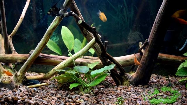 RELAX Aquo 240 l. 水族馆 / Релакс / аквариум/relaxing music смотреть онлайн