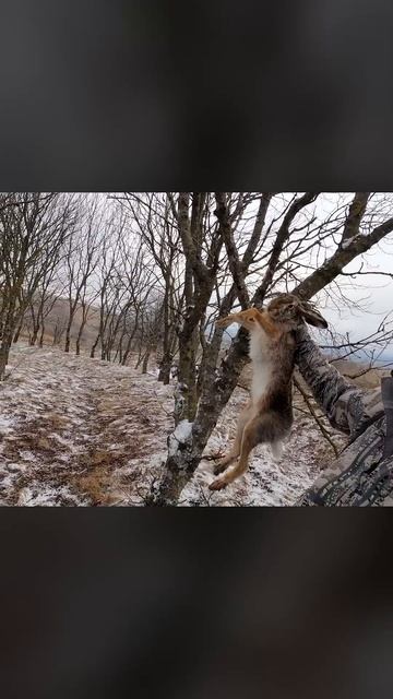 ТРОФЕЙ НА 14 ФЕВРАЛЯ | Охота на зайца