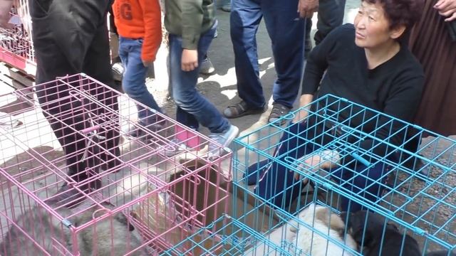 Собачий рынок Бишкека , просили сделать видио-пожалуйста , апрель 2019 смотреть онлайн