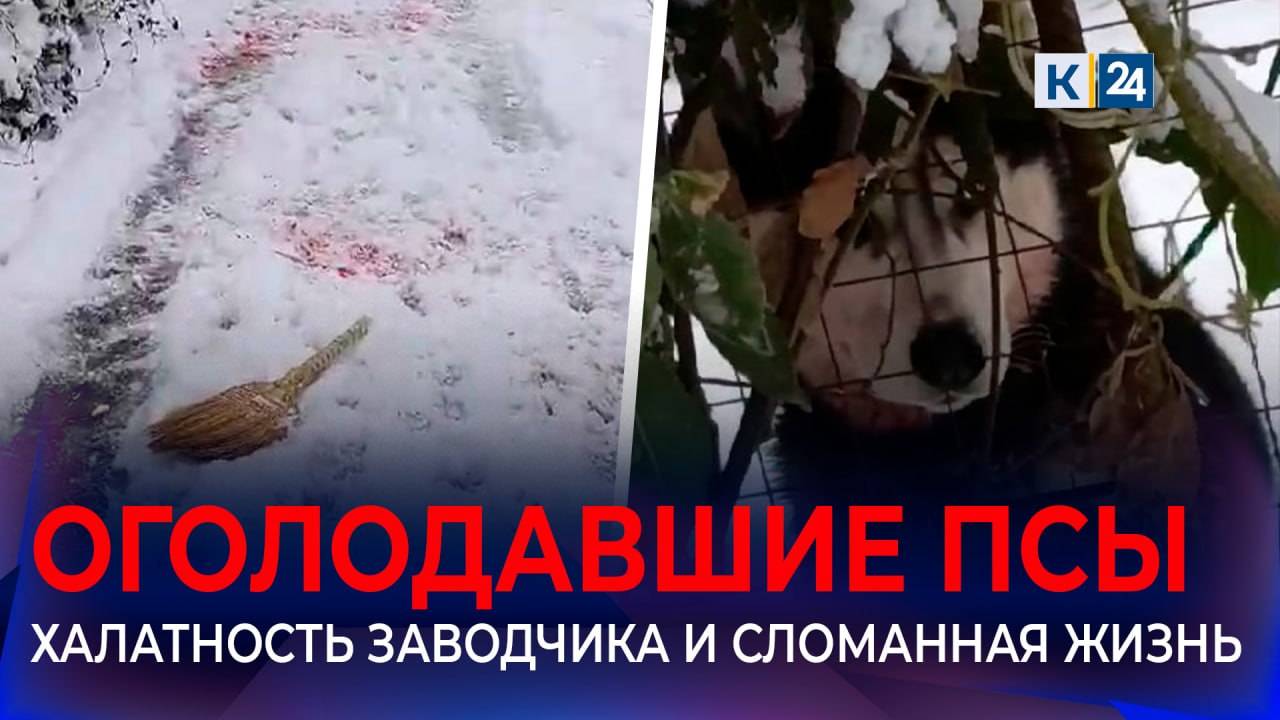 В Сочи хозяин растерзавших ребенка псов не кормил их больше недели смотреть онлайн