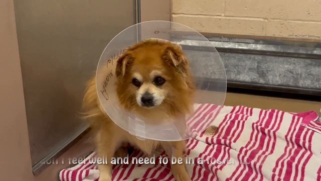 URGENT RESCUE NEEDED for STAN! Pomeranian mix 7 yr. смотреть онлайн