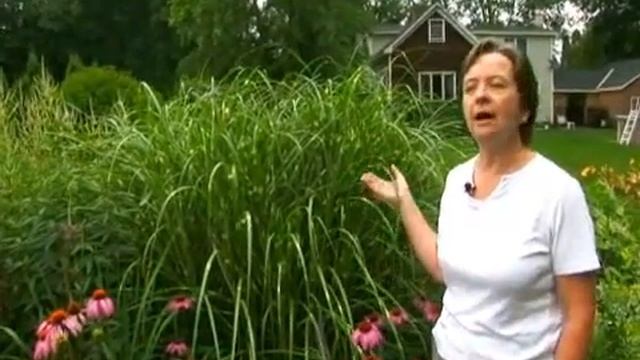 How to Grow Zebra Grass смотреть онлайн