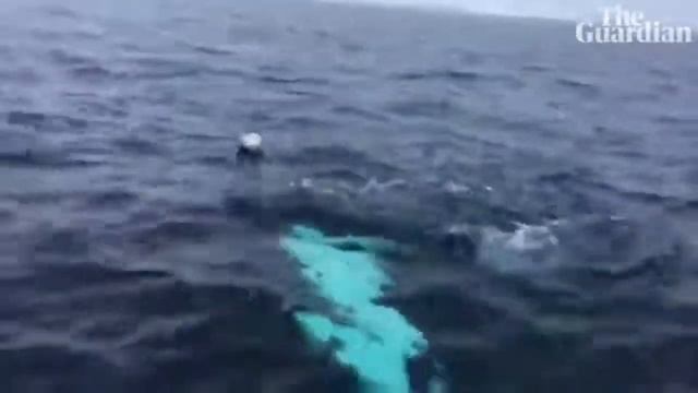 Beluga whale filmed playing 'fetch' with Rugby World Cup ball смотреть онлайн