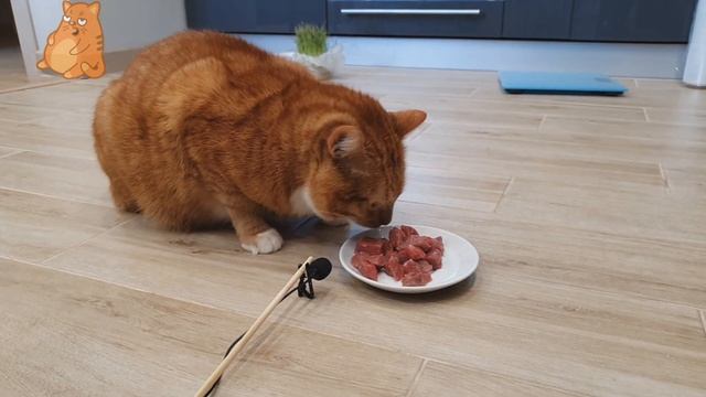 Котоблогер № 1. АСМР Кот Звуки Чавканья и Поедания Еды. Итинг и дегустация от Котика. ASMR CAT EAT смотреть онлайн