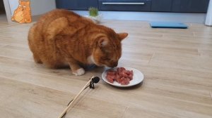 Котоблогер № 1. АСМР Кот Звуки Чавканья и Поедания Еды. Итинг и дегустация от Котика. ASMR CAT EAT