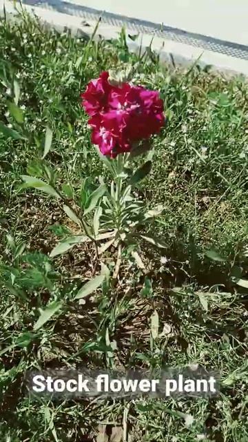 Stock flower plant смотреть онлайн
