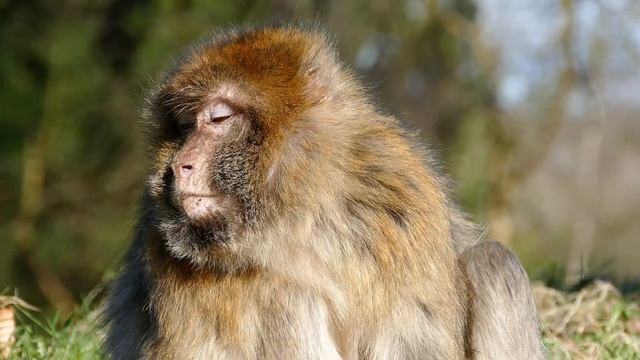 ANIMAL SOUNDS: Bear, Tiger, Leopard, Squirrel, Finch, Wolf, Pelican, Deer, Monkey, Robin, Wild Boar смотреть онлайн