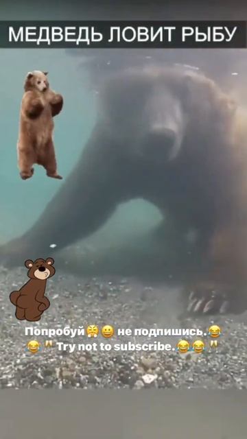 #дикаяприрода #крокодилы #домвлесу #природа #а4 #лев #тигр #вол #гиена #пантера#лошади#медведь смотреть онлайн