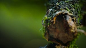 Тайная жизнь животных 9 серия «Освоение навыков» (документальный сериал, 2024)