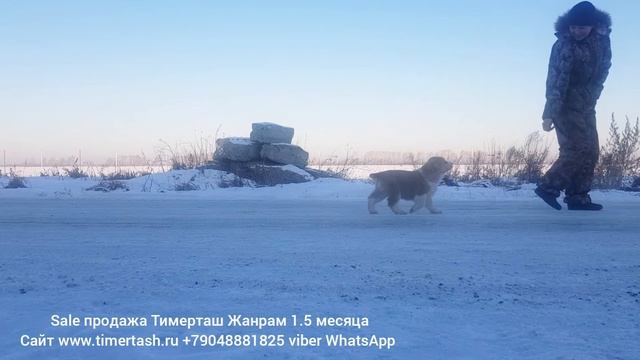 продажа sale ТИМЕРТАШ ЖАНРАМ сын БРИНЫ и ИЛЮШИ +79048881825 viber whatsapp www.timertash.ru смотреть онлайн