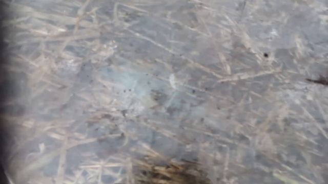 Взрыв самых мощных петард Беларуси | Взрыв лобового стекла | новый год 2017 | карсар 12 р2000 ахтунг смотреть онлайн