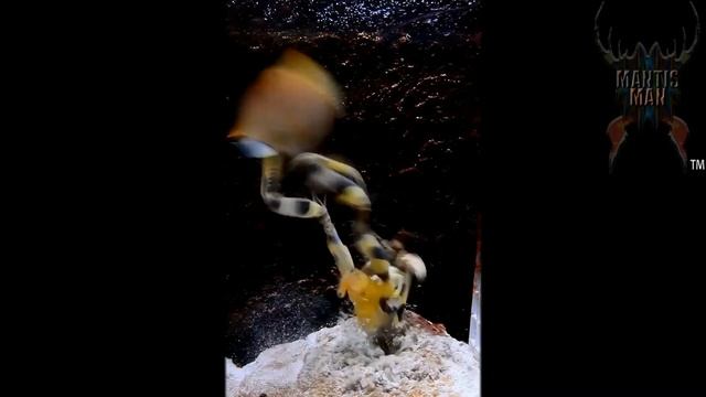 Thug Life - Mantis Shrimp #4 смотреть онлайн