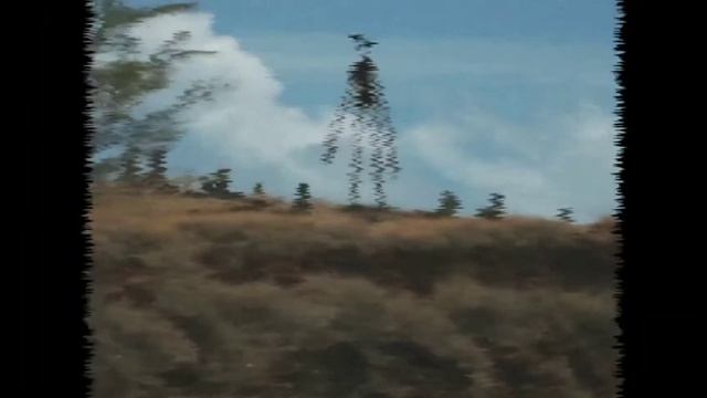 Звуки которые издает сереноголовый