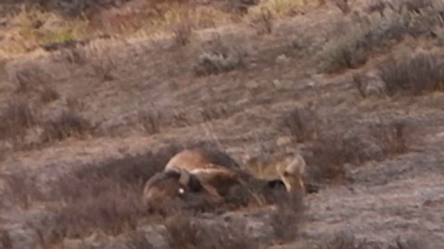 YNP-Coyote & Bison