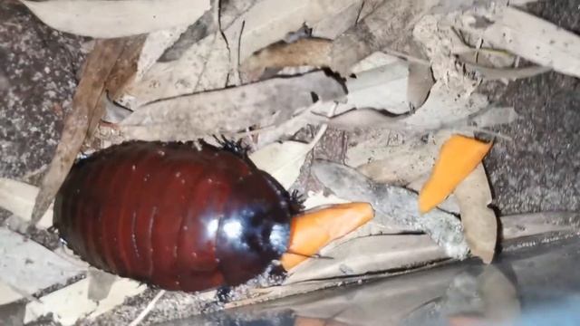 Giant Burrowing cockroach (macropanesthia rinoceros) eating some carrot смотреть онлайн