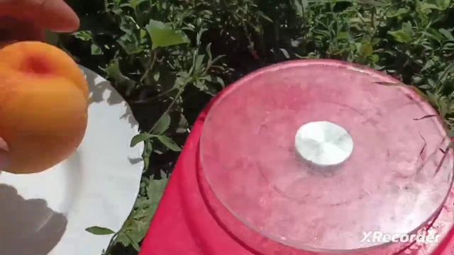 Персик Ванг-Голд смотреть онлайн