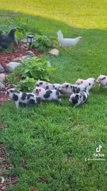 Тик ток животные / тик ток / смешные животные / тик ток тренды / приколы / 2021 / поросята / смотреть онлайн