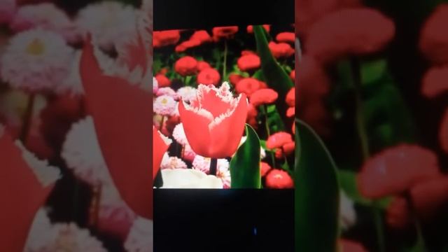 Kad pomislim gotovo je (Donatella Allegra) 💫☀️🌼🕊️ смотреть онлайн