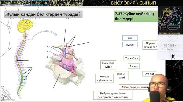 7.37.Жүйке жүйесінің бөлімдері? жұлын құрылысы? #биология #7сыныпбиология #ұбтбиология #убтбио #ақз смотреть онлайн