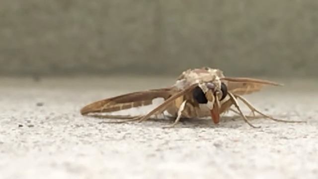 African Mammoth? - Slo-Mo смотреть онлайн