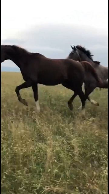 ч.2. Маквин пригнал чужого жеребёнка. 202 #лошадь #horse #pferde #cheval حصان# #short #shorts смотреть онлайн
