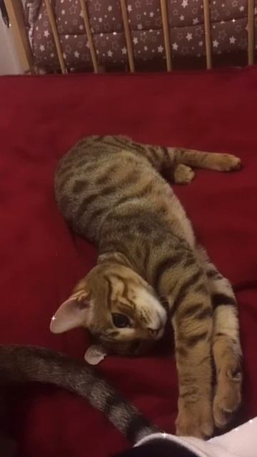 котенок Чито смотреть онлайн