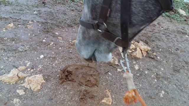 Лошадь идет по следу своего тобуна/ الفرس تتبع آثار قطيعتها смотреть онлайн