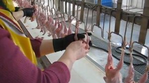 Переработка перепелов.Потрошение после ручн. вырезания  клоаки.