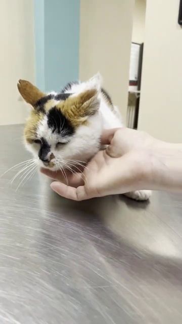 Роу чувствует себя нормально, немного стесняется новых рук. Но главное пусть побыстрее поправляется смотреть онлайн