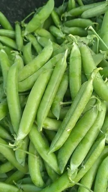 #green peas || #green peas business || #green peas wholesalers || #9805827025 смотреть онлайн