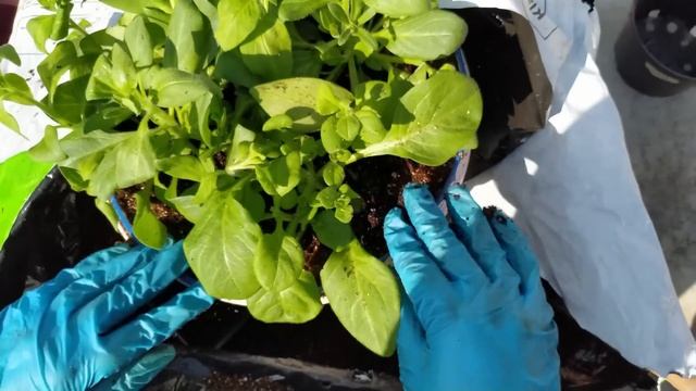 Формирование микса петуний смотреть онлайн