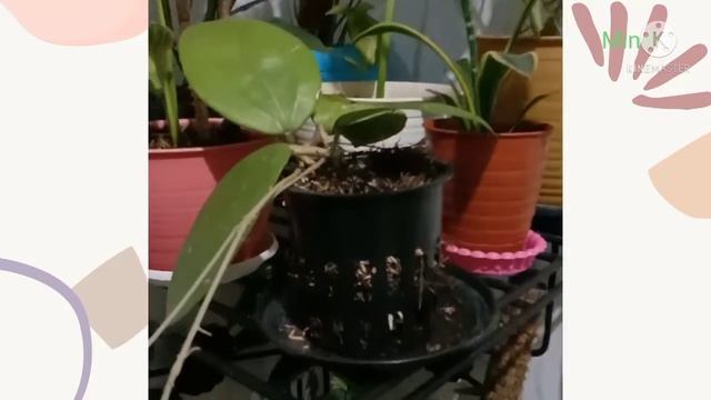 Hoya Glabra❤️ My Collection Hoya