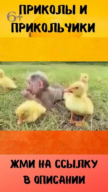 Трогательное видео. Милые животные. #shorts смотреть онлайн