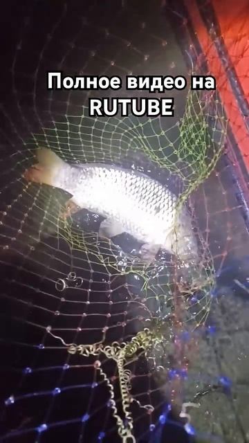 Рыбалка с ночёвкой на сазана.Сазан на жмых. #рыболовная #carpfishing  #рыба #fish #рыбалка #сазан