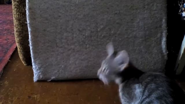 Как правильно дрессировать кота.#1 команда сидеть.