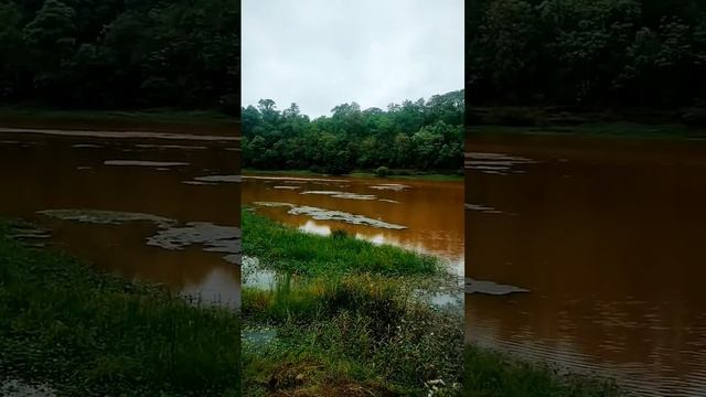 Dang Mini Vlog! #rain #travel #forest #gujarat #river #shorts #nature #shortsvideo #short #monsoon смотреть онлайн