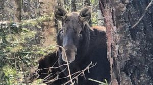 Закрываю сезон лосями