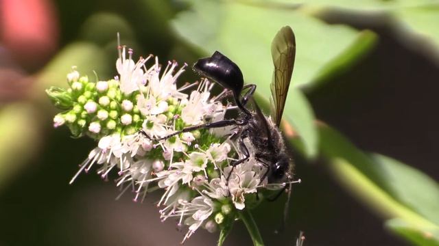Insect & Arachnid Activity Up Close in Our Yard смотреть онлайн