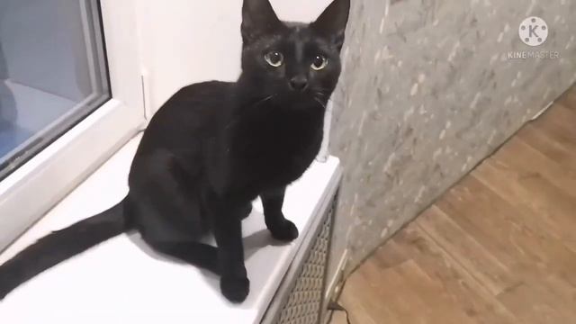 Только чёрному коту и не везёт. 😿 смотреть онлайн