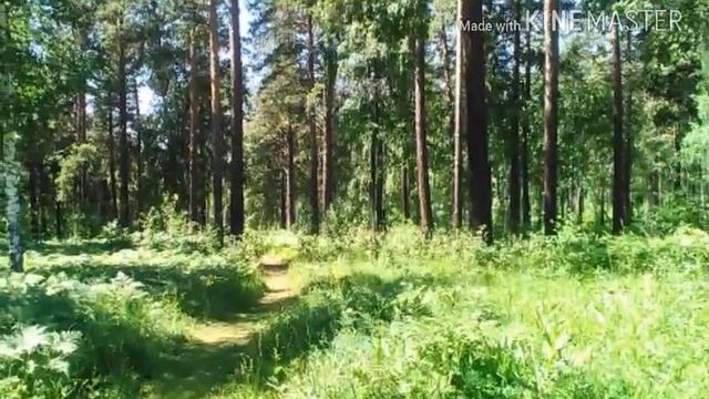 Красота леса смотреть онлайн