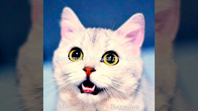 Звуки (Кошки)
