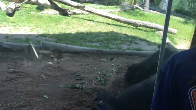Обезьяны тоже люди,с обезьяной можно жить:) смотреть онлайн