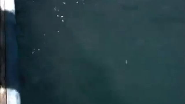 Рыбалка на ската мальдивы смотреть онлайн